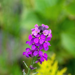 Close-up of purple flowering plant