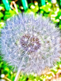 Close-up of dandelion