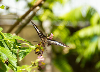 Close-up of butterfly perching on plant