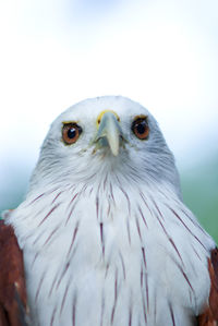 Close-up portrait of owl