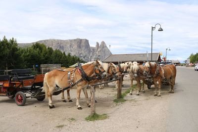 View of horse cart on road against sky