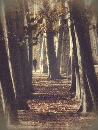 Trees in forest