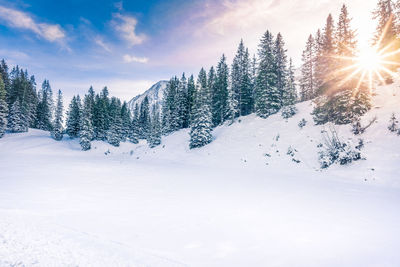Low angle view of back lit coniferous trees on snow covered hill against sky