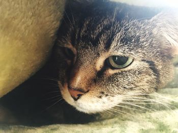 Close-up of a cat looking away