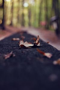 Close-up of autumn leaf