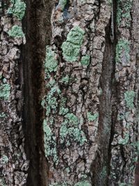 Full frame shot of tree trunk