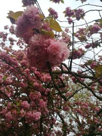 Low angle view of pink cherry blossoms in spring