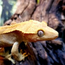 Close-up of lizard on a tree