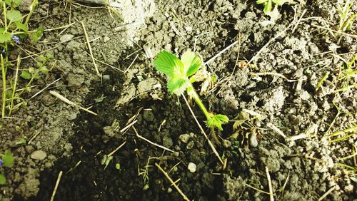 Close-up of plants growing on field