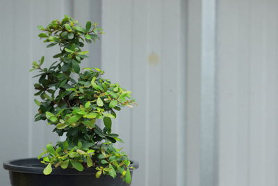 Close-up of potted plant against wall