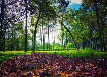 View of trees in park