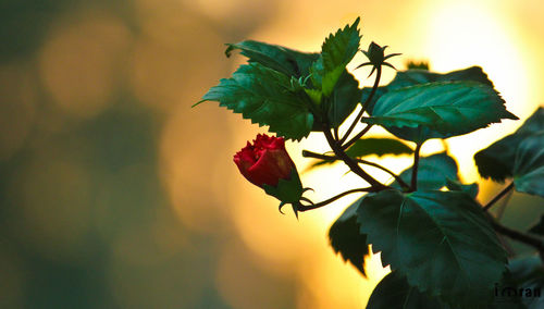 Close-up of red flowering plant during sunset