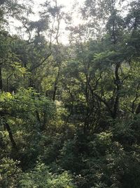 Trees in forest