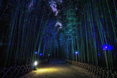 Illuminated lights on footpath amidst trees at night