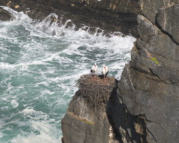 High angle view of bird on rock