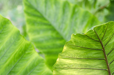 Close-up of leaves