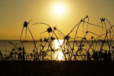 Silhouette plants against sky during sunset