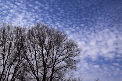 Low angle view of tree against cloudy sky