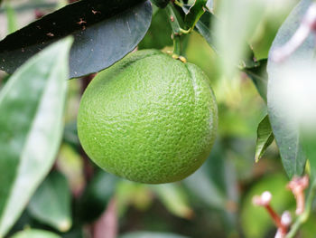 Close-up of plant