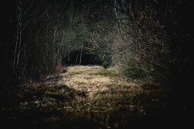 Trees on field in forest