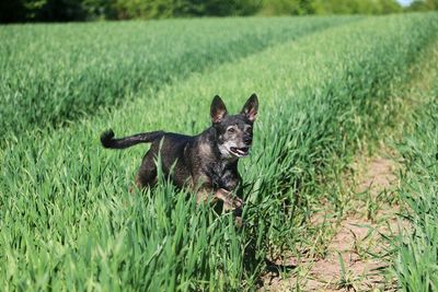 Dog running on grass