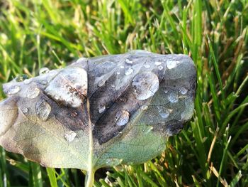 Close-up of lizard on grass