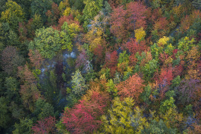 Full frame shot of trees in forest during autumn