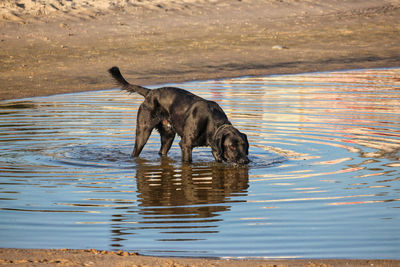 Dog drinking water in a lake