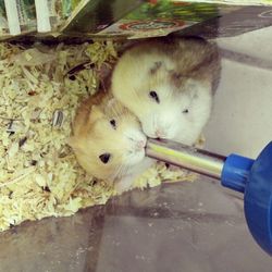 domestic animals
