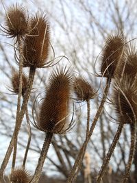 Close-up of dried plant against sky