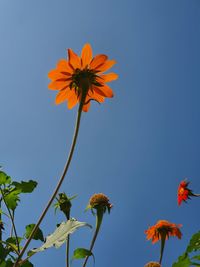 Low angle view of sunflower against clear sky