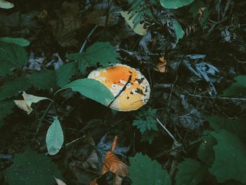 High angle view of dry leaves on field