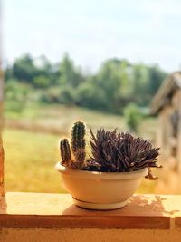 Close-up of potted cactus plant in pot