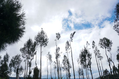 Low angle view of trees against sky