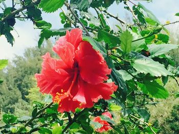 Close-up of red flowers