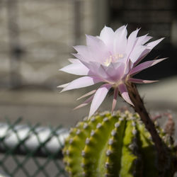 Close-up of pink flowering plant