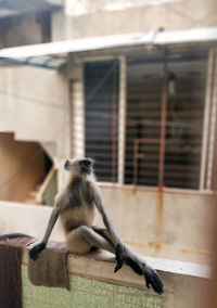 Monkey sitting on a building wall