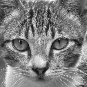 Close-up portrait of cat