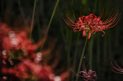 Close-up of red flowering plant