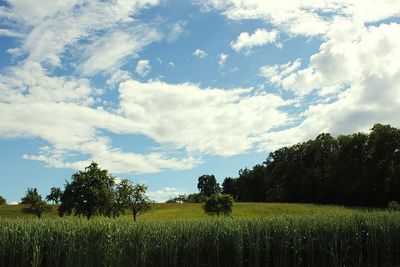 Scenic view of agricultural field against sky
