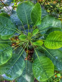 Full frame shot of green plant