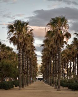 Palm trees on street amidst plants against sky