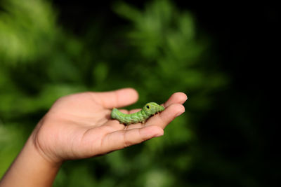 Close-up of hand holding small frog