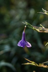 Close-up of purple flowering plant