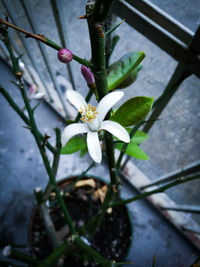 Close-up of white flowers blooming outdoors