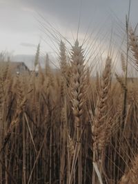 Close-up of wheat growing on field against sky