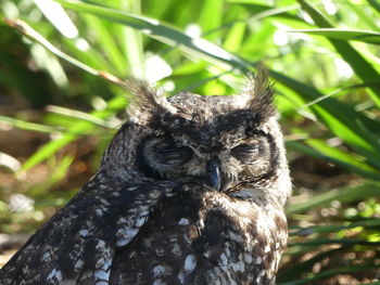 Close-up of a bird