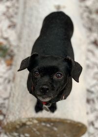 Close-up portrait of black dog