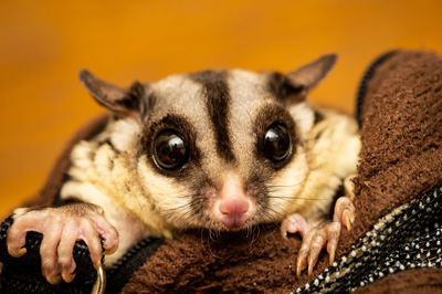 Close-up portrait of cute sugar glider