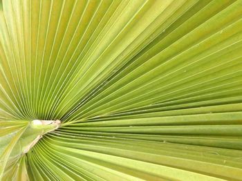 Full frame shot of green leaf